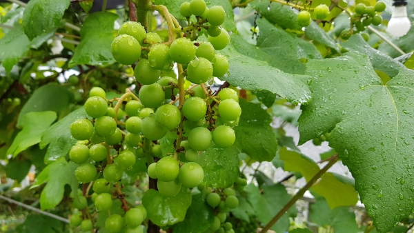 서울근교 남양주 30찬 맛집 김삿갓 밥집 29